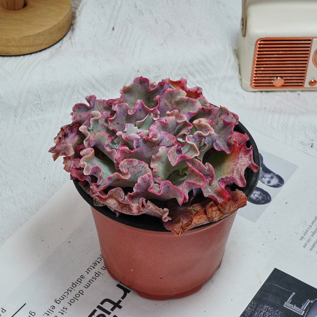 5'' Echeveria Takasago No Okina, Rare Live Succulent Plants