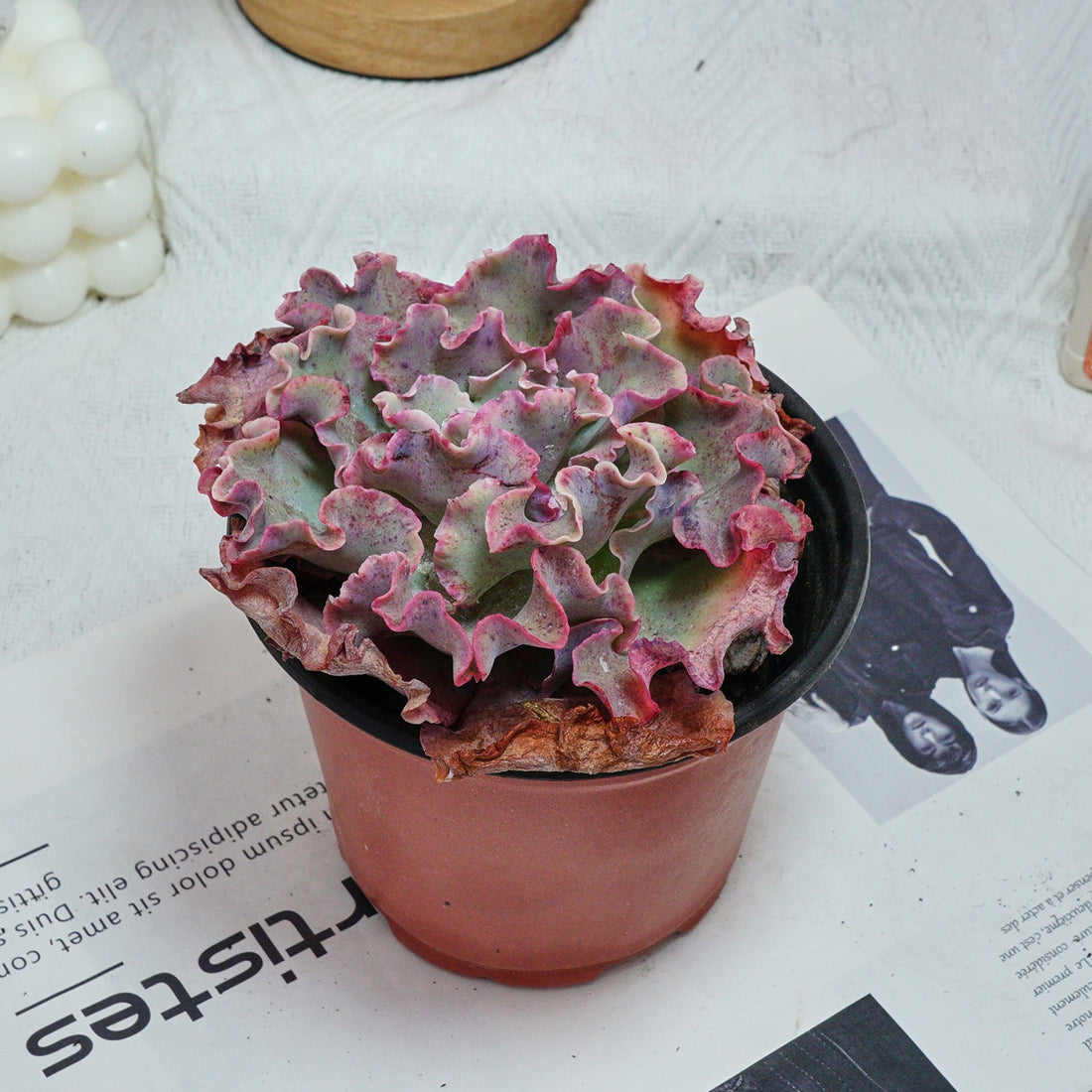 5'' Echeveria Takasago No Okina, Rare Live Succulent Plants