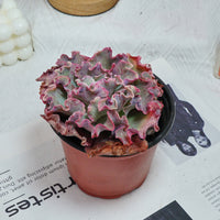 5'' Echeveria Takasago No Okina, Rare Live Succulent Plants