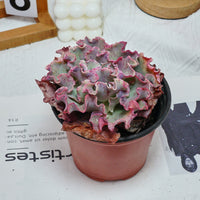 5'' Echeveria Takasago No Okina, Rare Live Succulent Plants