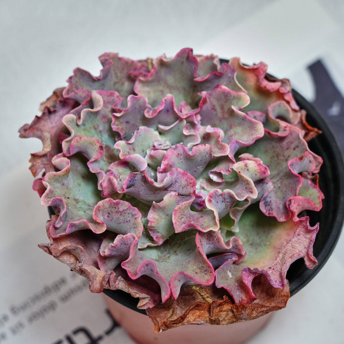 5'' Echeveria Takasago No Okina, Rare Live Succulent Plants