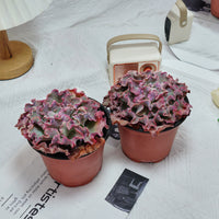 5'' Echeveria Takasago No Okina, Rare Live Succulent Plants
