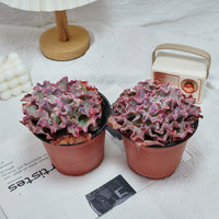 5'' Echeveria Takasago No Okina, Rare Live Succulent Plants