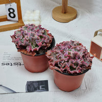 5'' Echeveria Takasago No Okina, Rare Live Succulent Plants