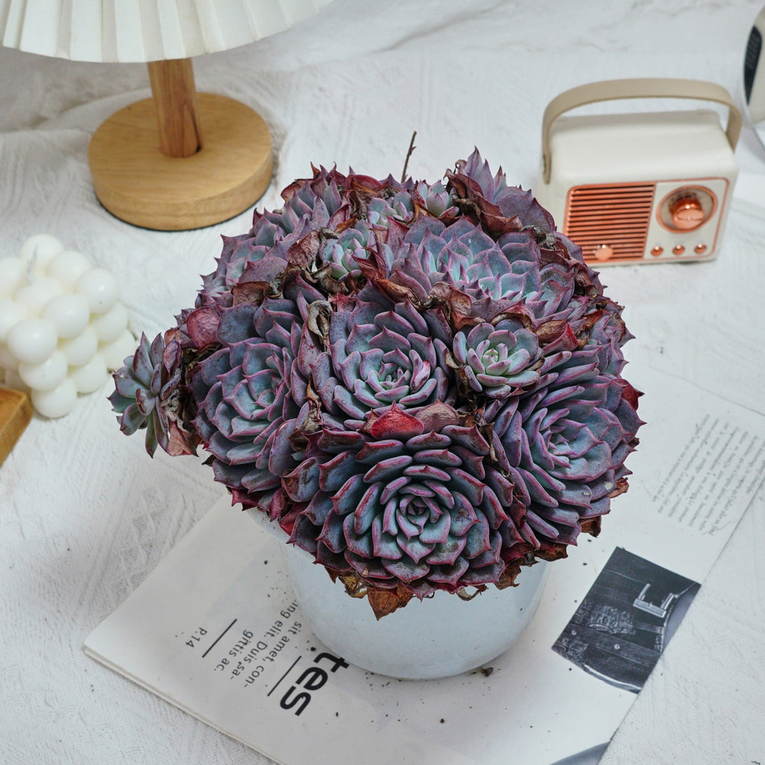 7'' Echeveria Laulensis, Rare Live Succulent Plants