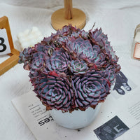7'' Echeveria Laulensis, Rare Live Succulent Plants