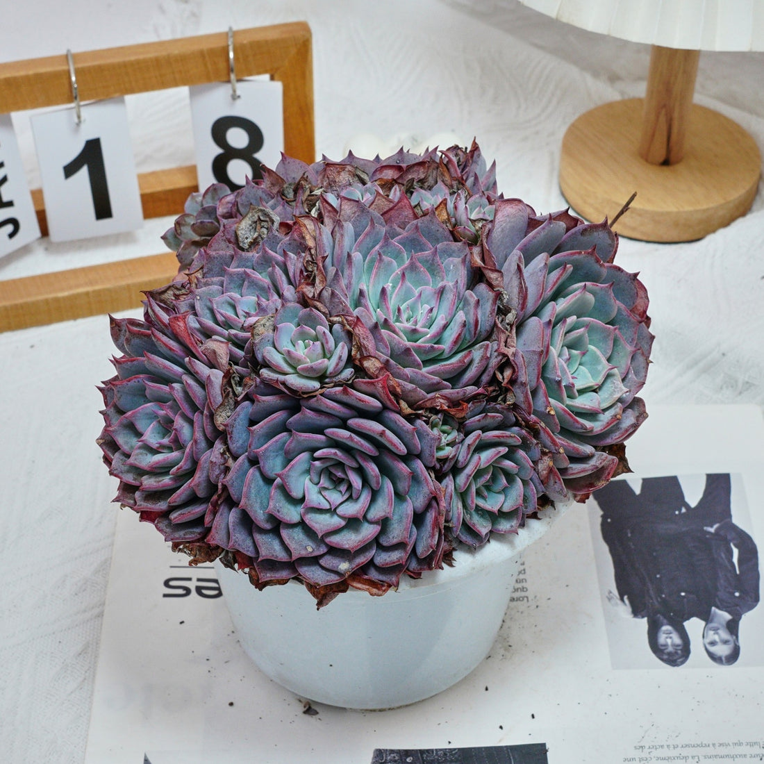7'' Echeveria Laulensis, Rare Live Succulent Plants