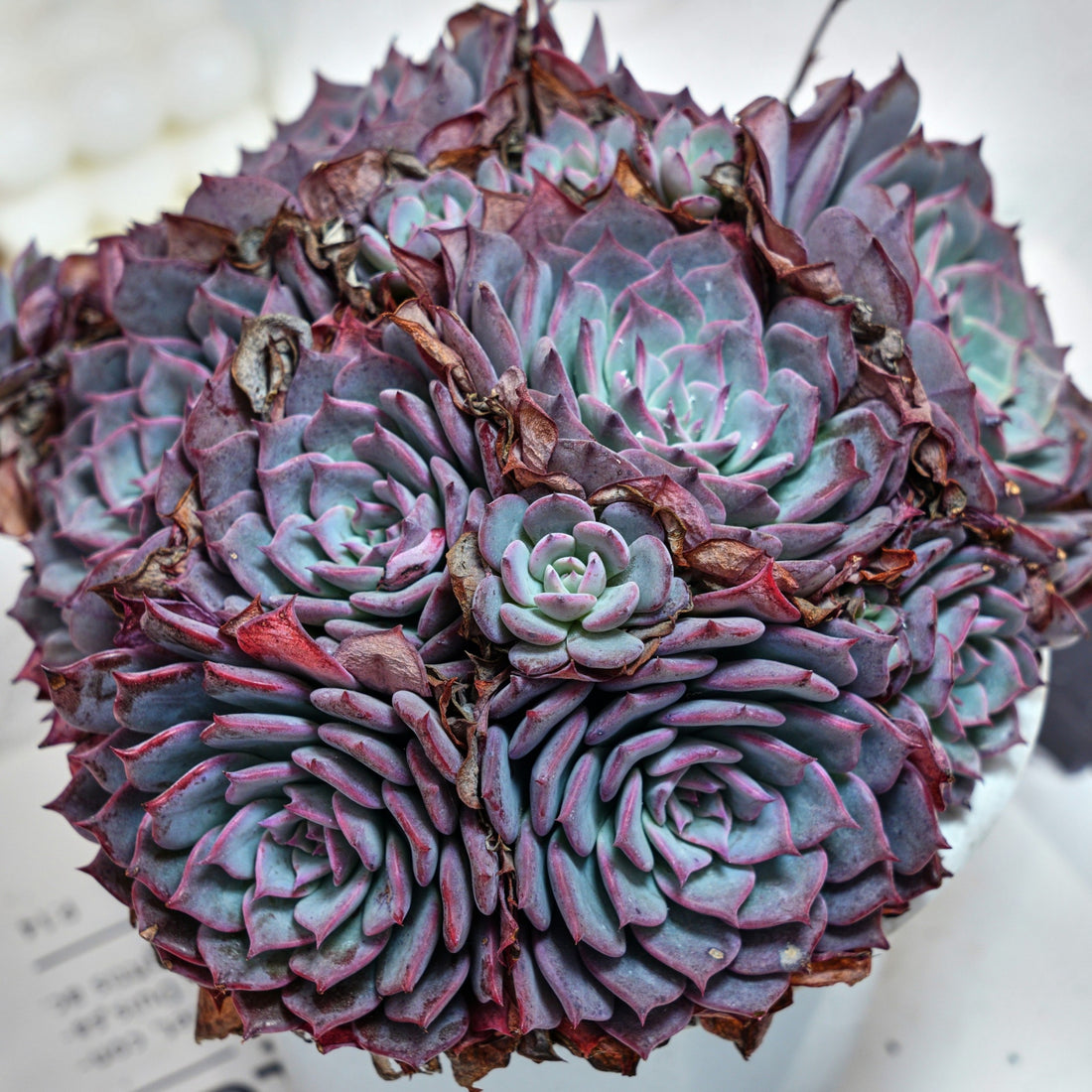 7'' Echeveria Laulensis, Rare Live Succulent Plants