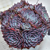 7'' Echeveria Laulensis, Rare Live Succulent Plants