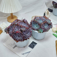 7'' Echeveria Laulensis, Rare Live Succulent Plants