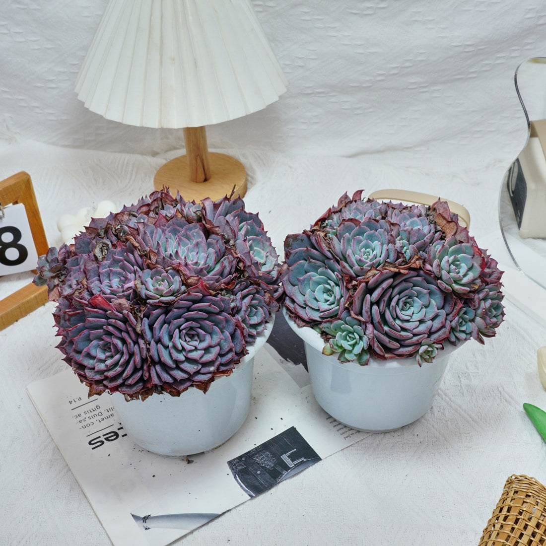 7'' Echeveria Laulensis, Rare Live Succulent Plants