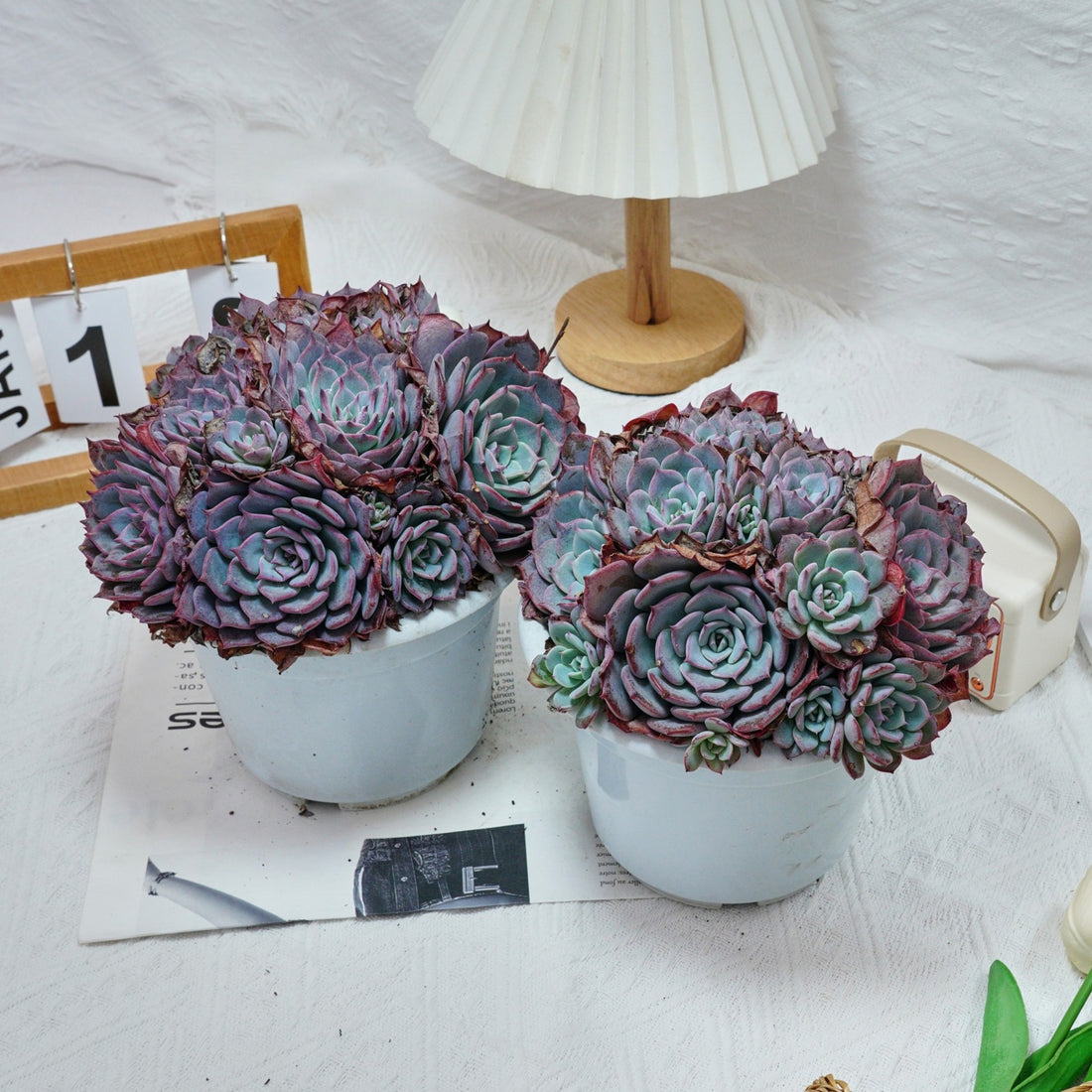 7'' Echeveria Laulensis, Rare Live Succulent Plants