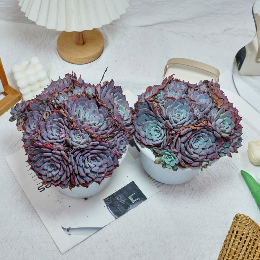 7'' Echeveria Laulensis, Rare Live Succulent Plants