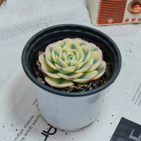 4'' Echeveria Lenore Dean, Rare Live Succulent Plants