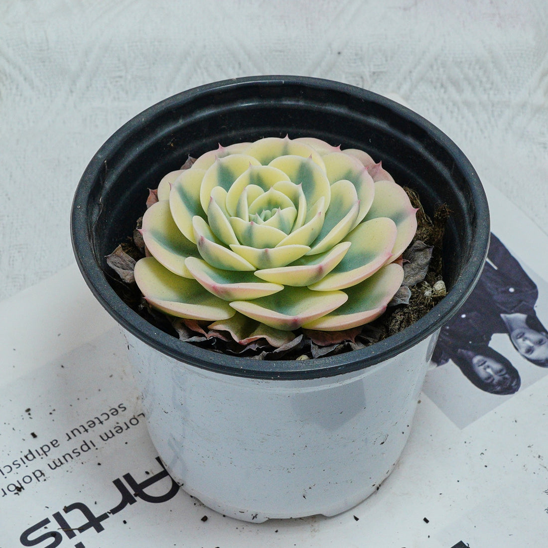 4'' Echeveria Lenore Dean, Rare Live Succulent Plants