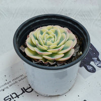 4'' Echeveria Lenore Dean, Rare Live Succulent Plants