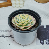 4'' Echeveria Lenore Dean, Rare Live Succulent Plants