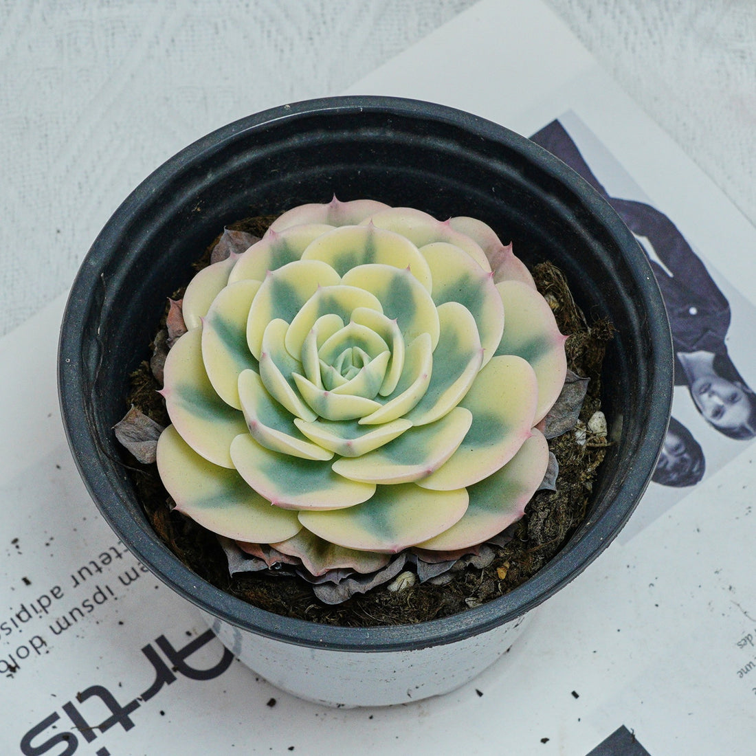 4'' Echeveria Lenore Dean, Rare Live Succulent Plants