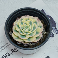4'' Echeveria Lenore Dean, Rare Live Succulent Plants