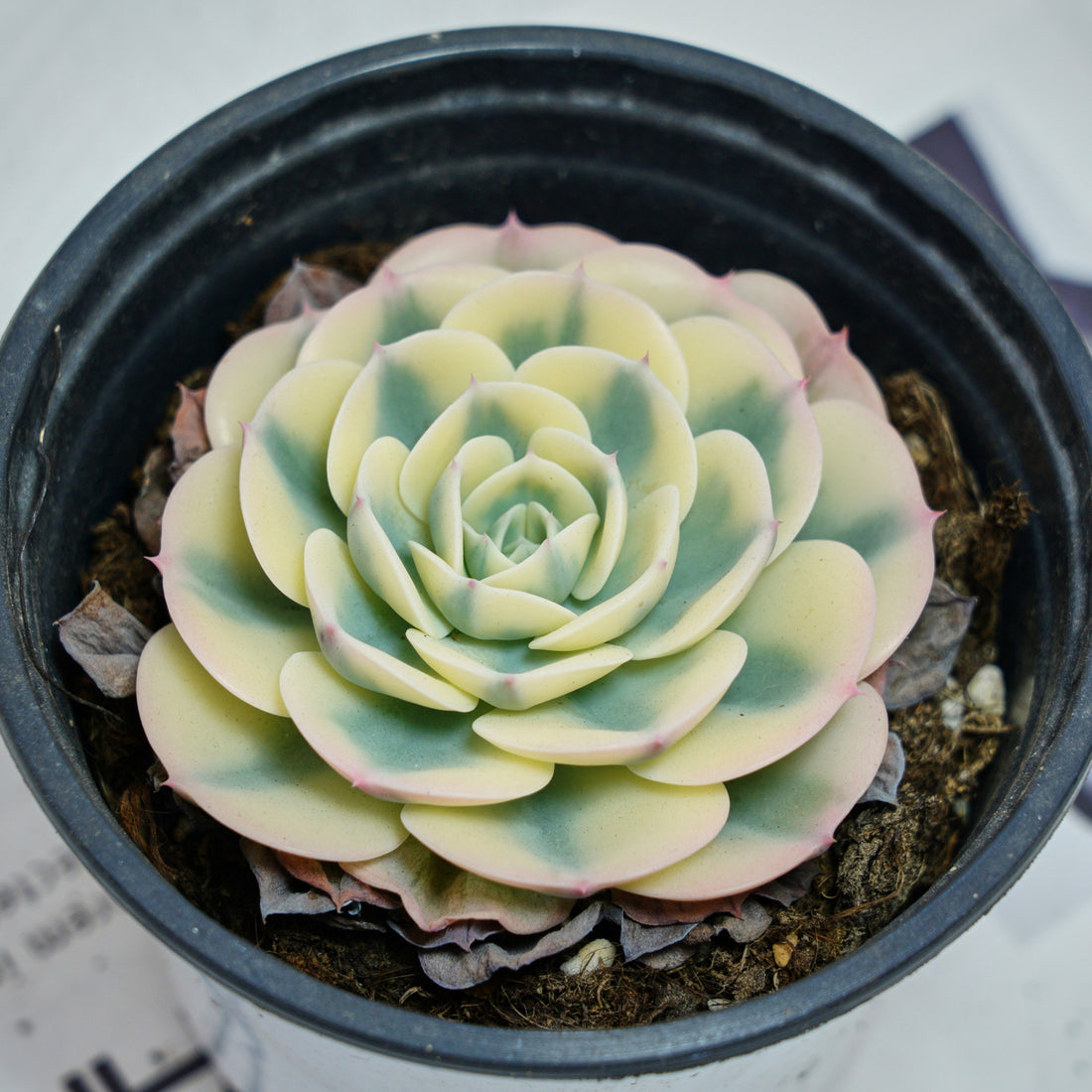 4'' Echeveria Lenore Dean, Rare Live Succulent Plants