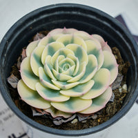 4'' Echeveria Lenore Dean, Rare Live Succulent Plants