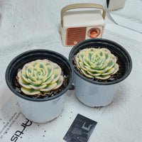 4'' Echeveria Lenore Dean, Rare Live Succulent Plants