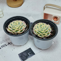 4'' Echeveria Lenore Dean, Rare Live Succulent Plants