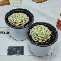 4'' Echeveria Lenore Dean, Rare Live Succulent Plants