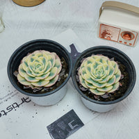 4'' Echeveria Lenore Dean, Rare Live Succulent Plants