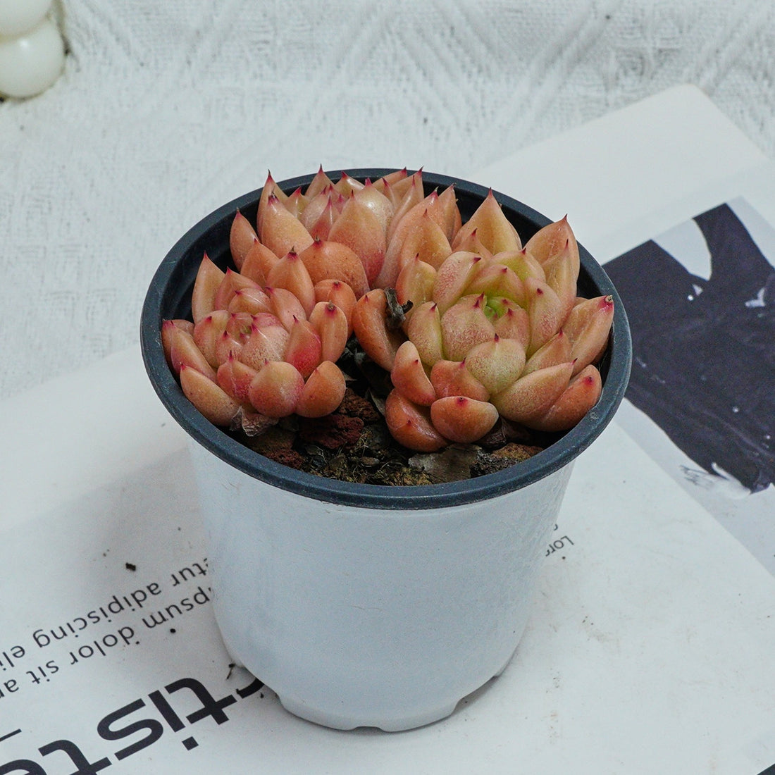 4'' Echeveria Green Submariner, Rare Live Succulent Plants