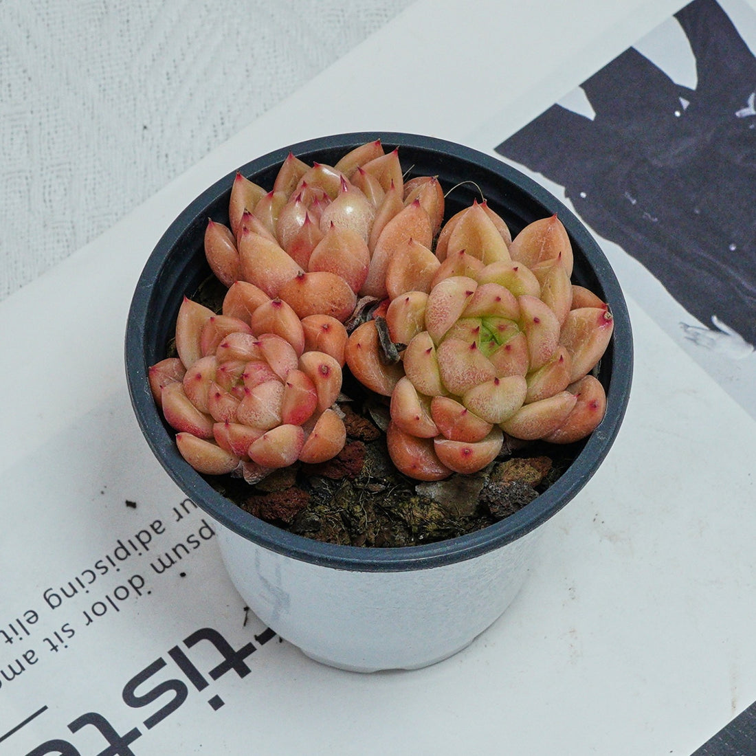 4'' Echeveria Green Submariner, Rare Live Succulent Plants