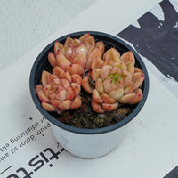 4'' Echeveria Green Submariner, Rare Live Succulent Plants