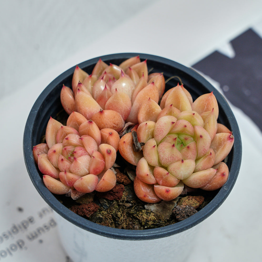 4'' Echeveria Green Submariner, Rare Live Succulent Plants