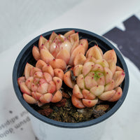 4'' Echeveria Green Submariner, Rare Live Succulent Plants