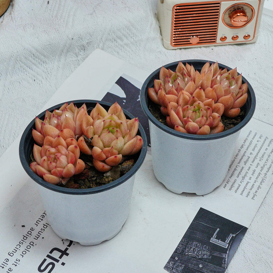 4'' Echeveria Green Submariner, Rare Live Succulent Plants