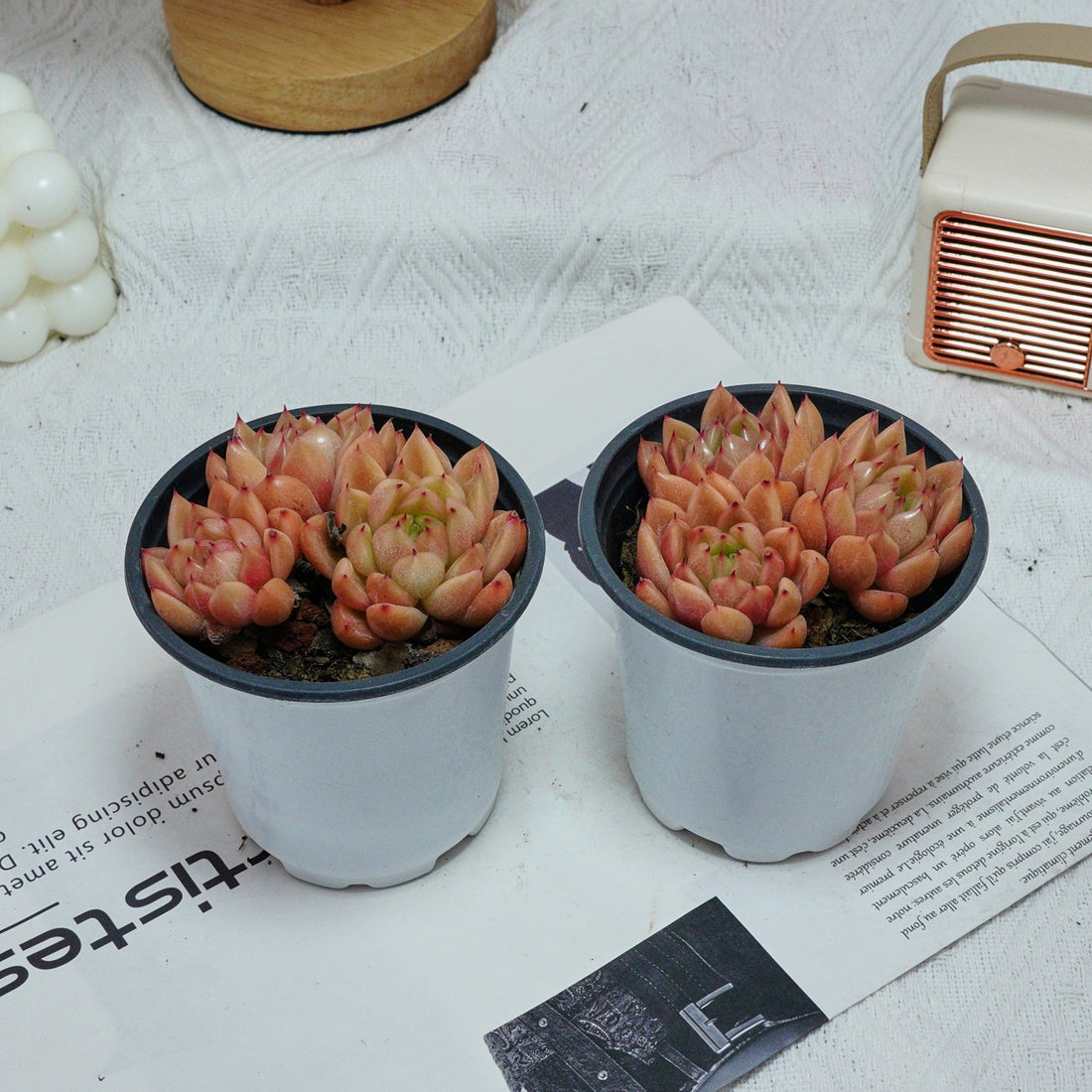 4'' Echeveria Green Submariner, Rare Live Succulent Plants