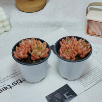 4'' Echeveria Green Submariner, Rare Live Succulent Plants