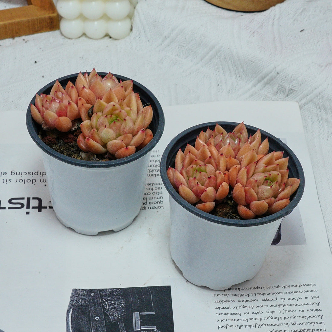 4'' Echeveria Green Submariner, Rare Live Succulent Plants