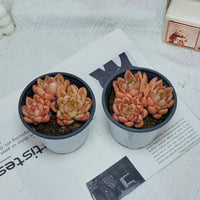 4'' Echeveria Green Submariner, Rare Live Succulent Plants