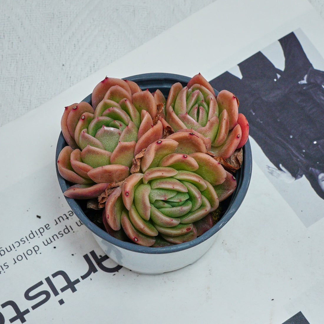 4'' Echeveria Gilva, Rare Live Succulent Plants