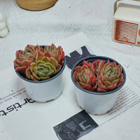 4'' Echeveria Gilva, Rare Live Succulent Plants