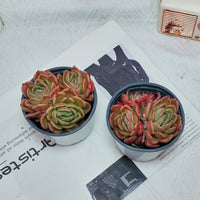 4'' Echeveria Gilva, Rare Live Succulent Plants