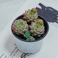4'' Echeveria Panda Face, Rare Live Succulent Plants