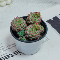 4'' Echeveria Panda Face, Rare Live Succulent Plants
