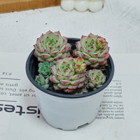 4'' Echeveria Panda Face, Rare Live Succulent Plants