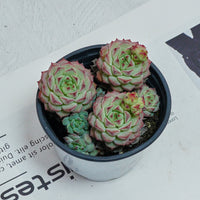 4'' Echeveria Panda Face, Rare Live Succulent Plants