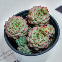 4'' Echeveria Panda Face, Rare Live Succulent Plants