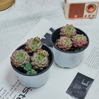 4'' Echeveria Panda Face, Rare Live Succulent Plants