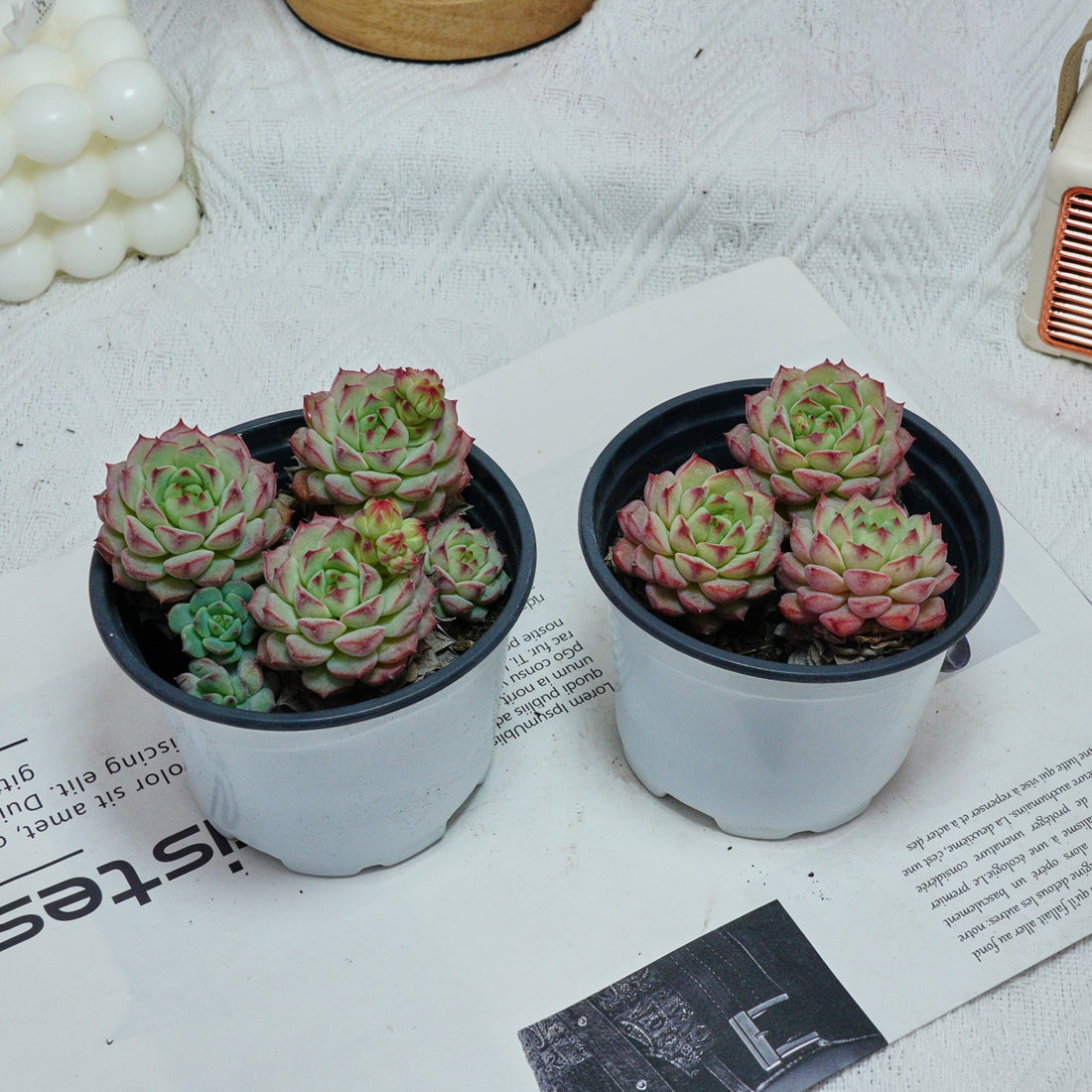 4'' Echeveria Panda Face, Rare Live Succulent Plants