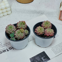 4'' Echeveria Panda Face, Rare Live Succulent Plants